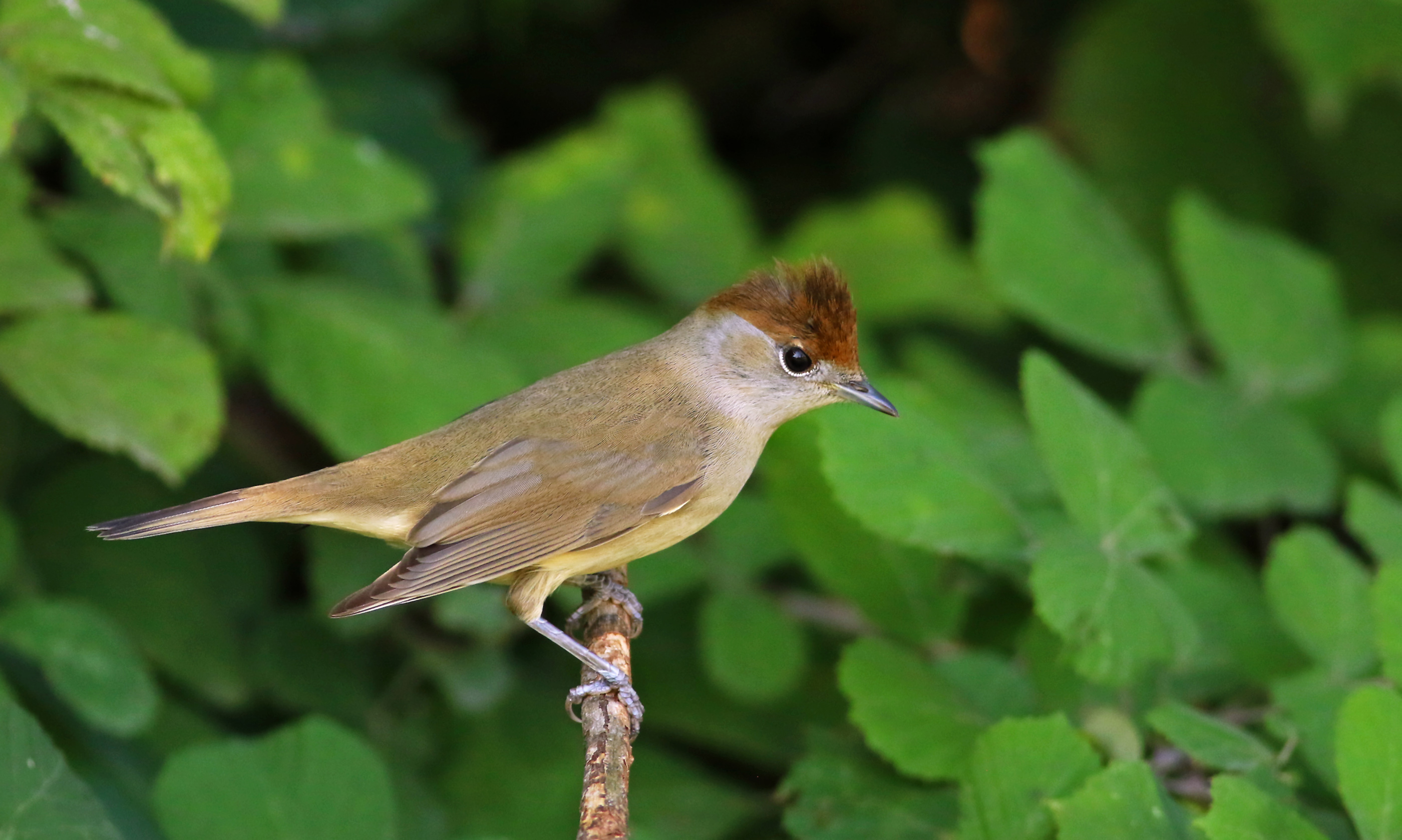 Eurasian Blackcap